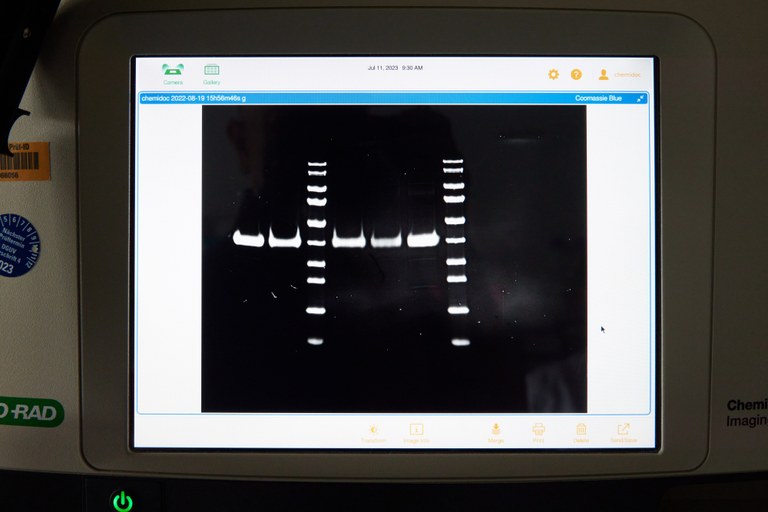 Dünnschicht Chromatographie