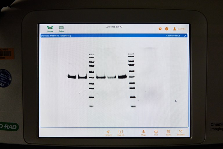 Auswertung Dünnschicht Chromatographie