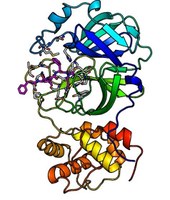 Hauptprotease des Coronavirus mit einem der neu entwickelten Hemmstoffe im aktiven Zentrum