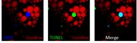 Apoptotic brown adipocytes enhance energy expenditure via extracellular inosine