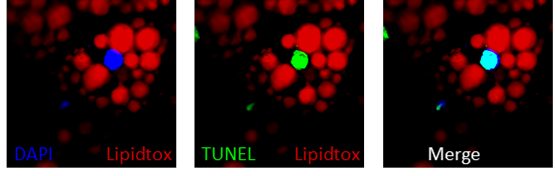 Apoptotic brown adipocytes enhance energy expenditure via extracellular inosine